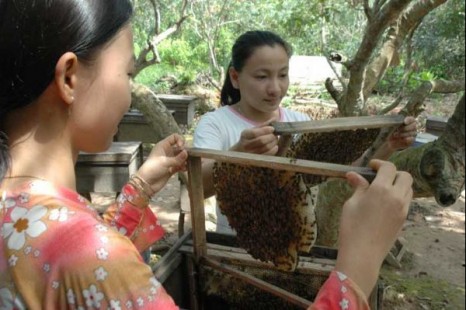 Tour Du Lịch Sài Gòn - Núi Bà Đen -  Tòa Thánh Cao Đài - Địa Đạo Củ Chi - Mỹ Tho - Bến Tre 3 Ngày | KH Từ Hà Nội